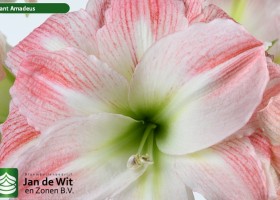 hippeastrum Giant Amadeus (2)